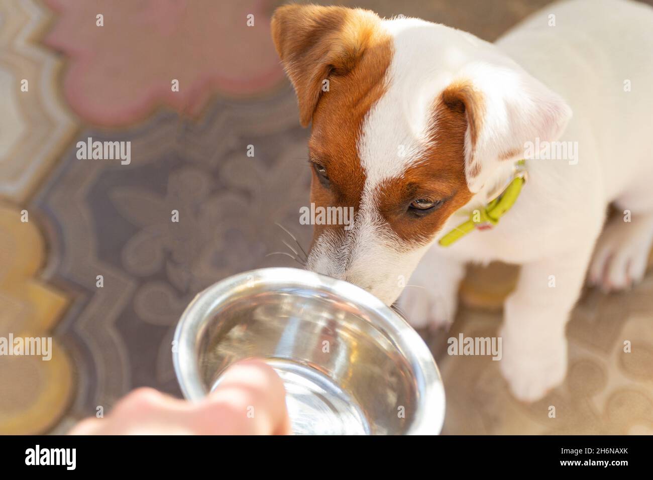 Domestic life with a dog. A hungry dog with sad eyes is waiting for feeding. A hungry or thirsty dog fetches a metal bowl to get feed or water. Stock Photo