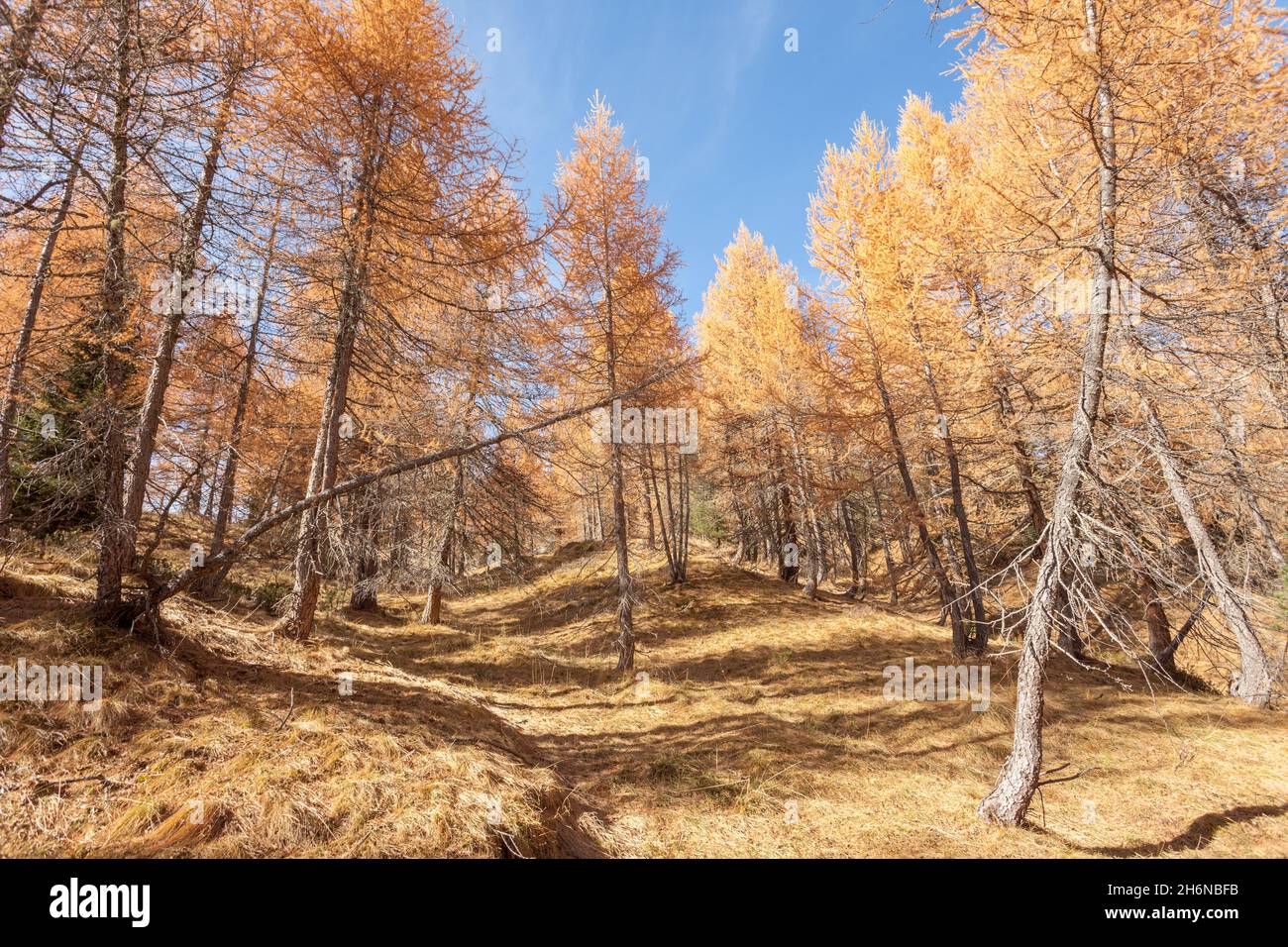 yellow larches at fall in the woods Stock Photo