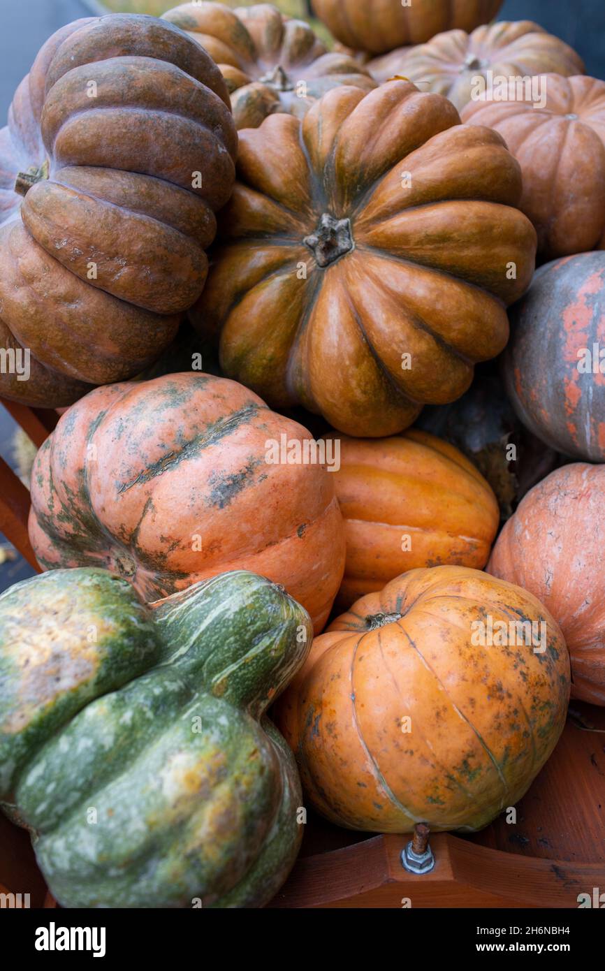 Different varieties of large pumpkins. Wooden cart with different