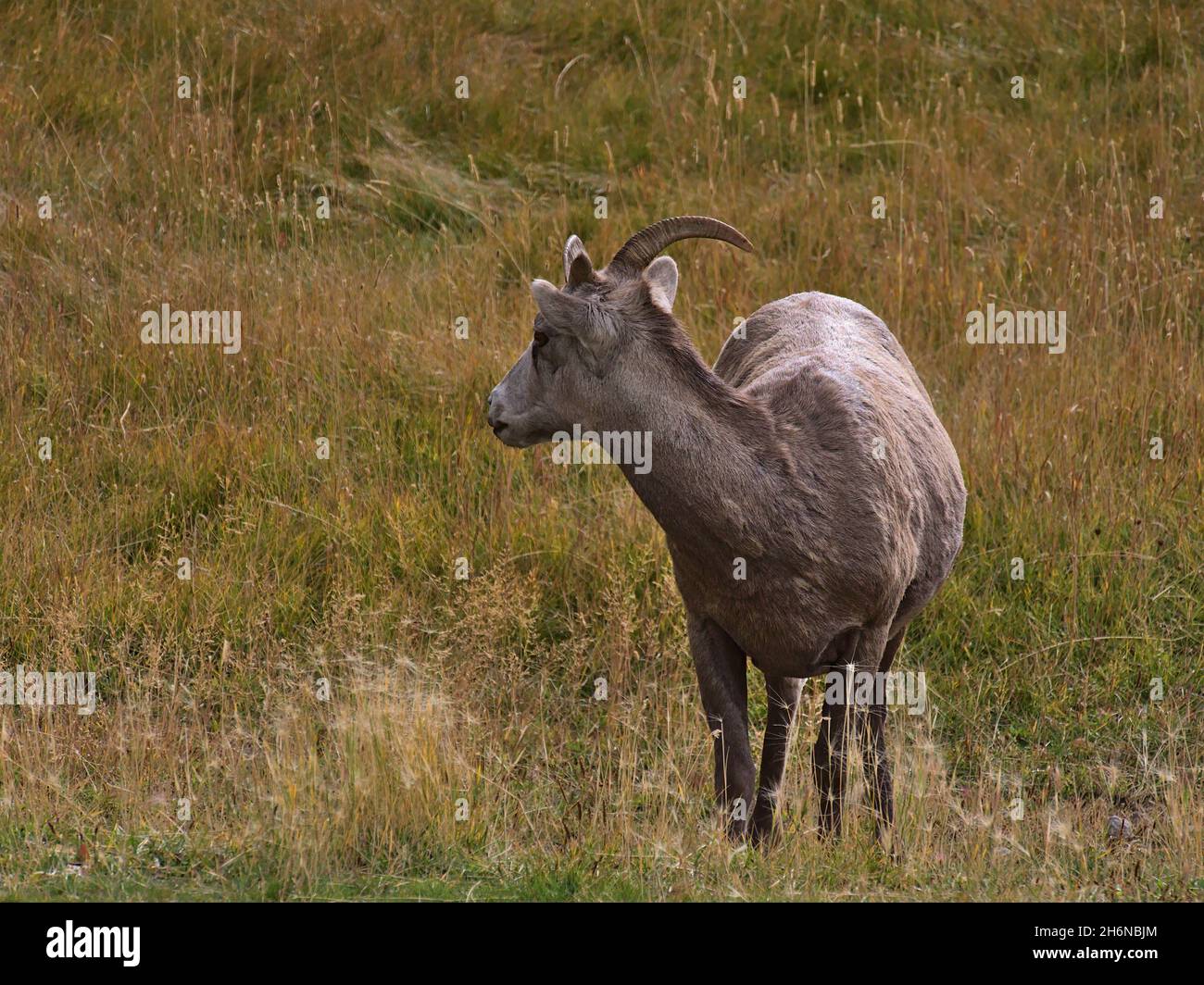 Close-up view of single bighorn sheep (Ovis canadensis) standing on colorful meadow and looking back in Kananaskis Country, Alberta, Canada. Stock Photo