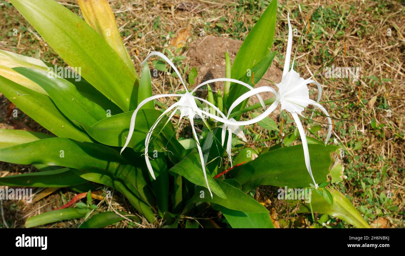 Lilly flower plant india hires stock photography and images Alamy