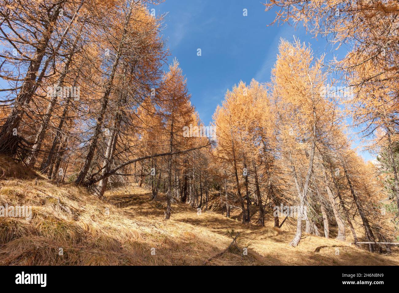 yellow larches at fall in the woods Stock Photo