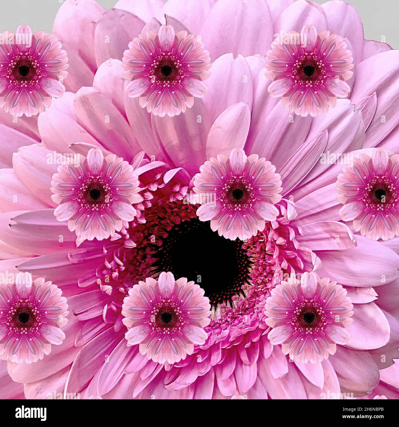 Pretty photographic composit display of Pink Gerbera Daisies. Closeup coloured customised group. The Pink Gerbera signifies Grace and Beauty. Nature W Stock Photo