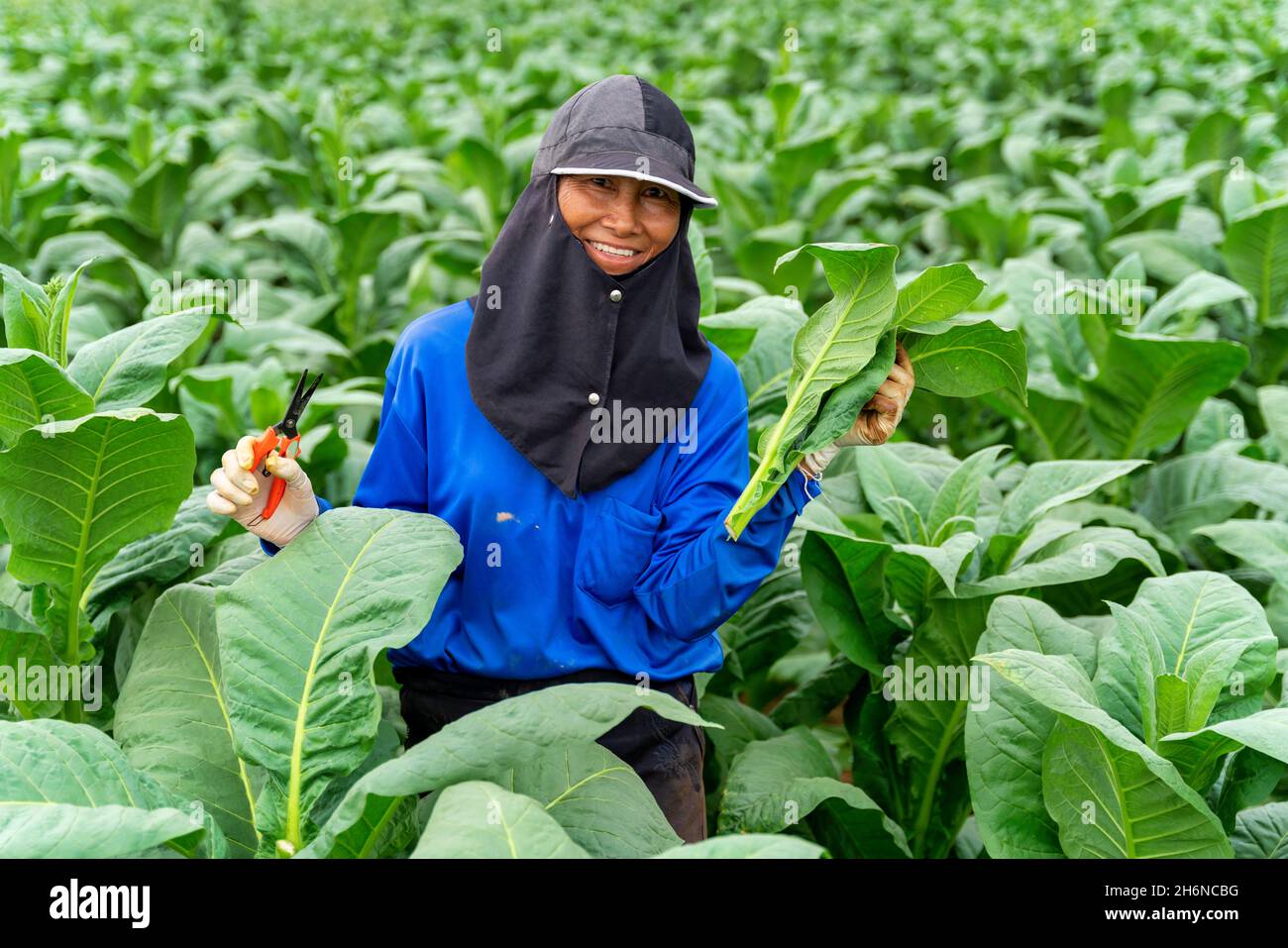 Cultivation of tobacco hi-res stock photography and images - Page 9