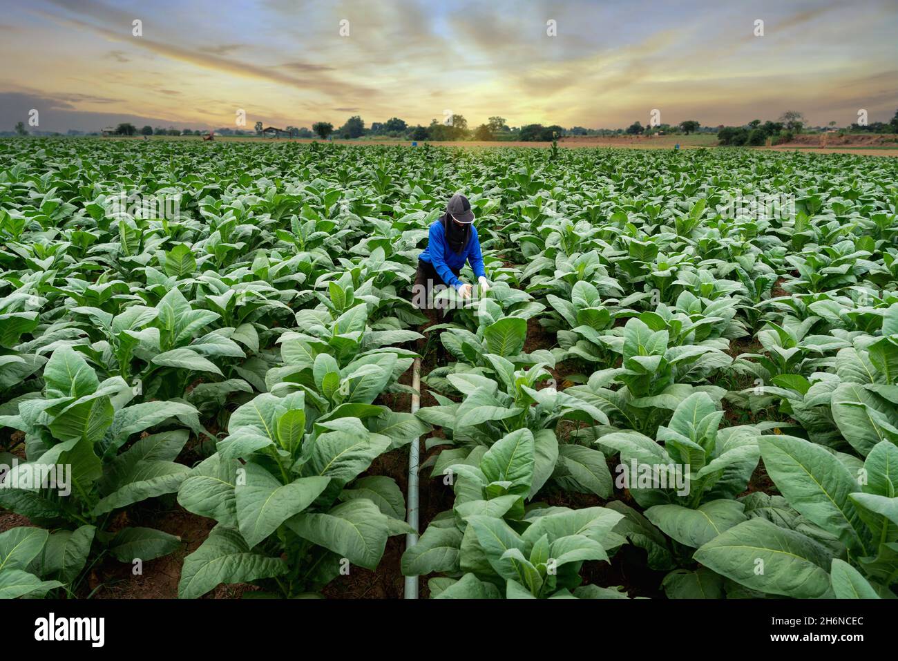 Agriculture of Tobacco Industry, Farmers working in tobacco fields