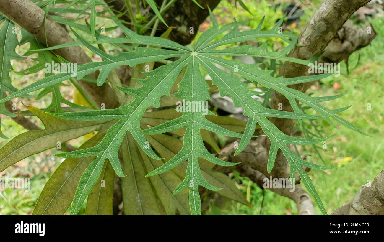 jatropha multifida leaf can be used as natural wound medicine Stock Photo