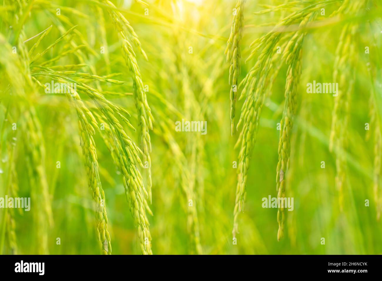 Selective focus on ear of rice on green background. Green paddy field. Research and development rice cultivars for the sustainable agricultural system Stock Photo