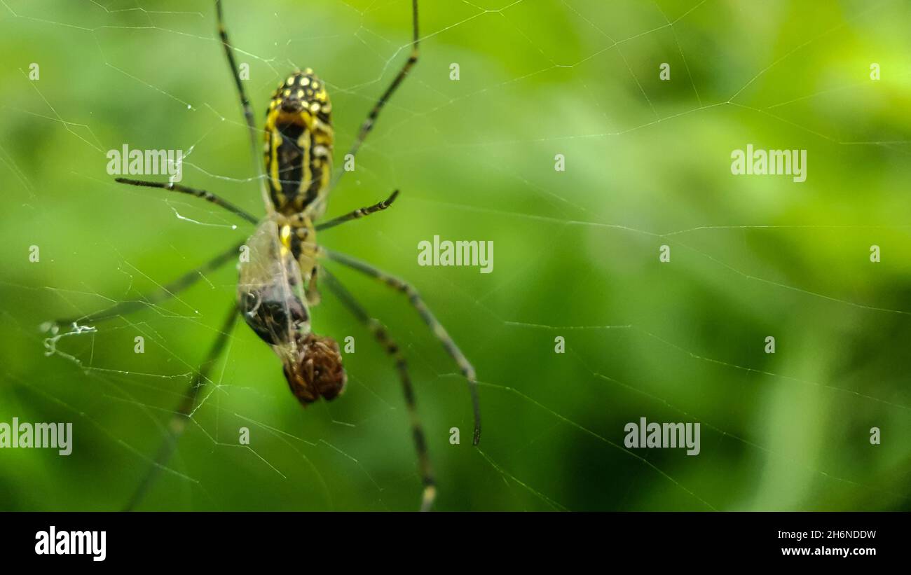 spider eating prey on the spider web Stock Photo Alamy