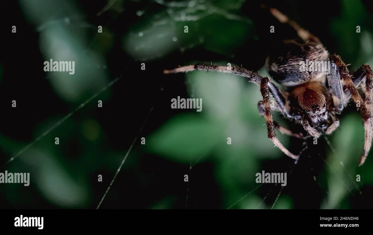 macro shot spider on the spider web Stock Photo - Alamy