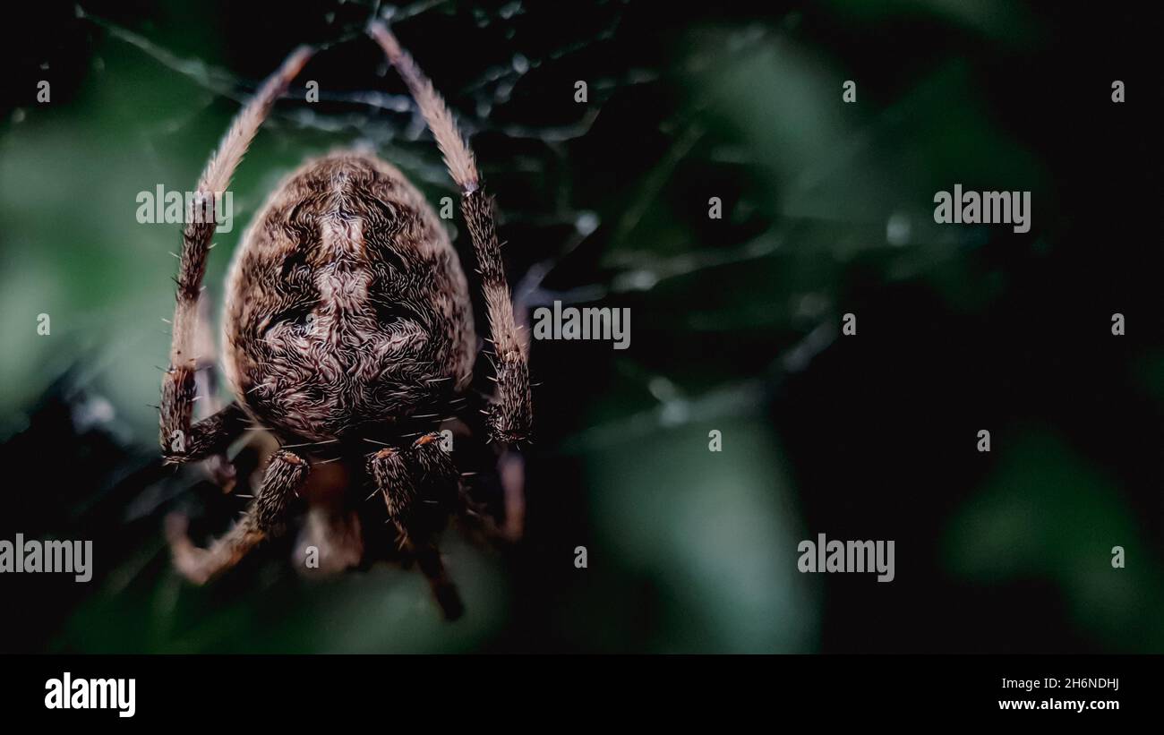 macro shot spider on the spider web Stock Photo - Alamy
