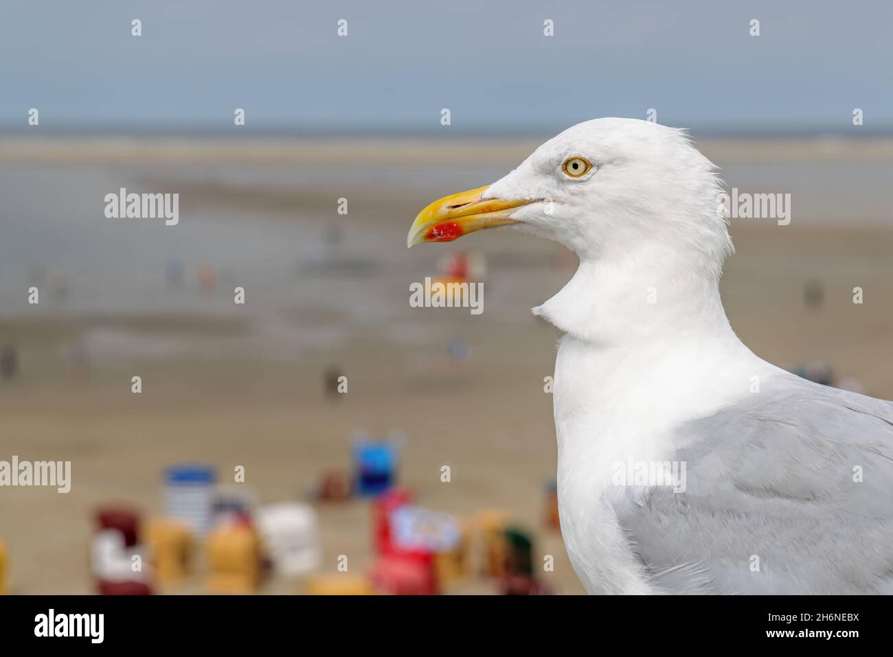 European herring gull (Larus argentatus) at the main beach of Borkum, East Frisian Islands, Germany. Stock Photo