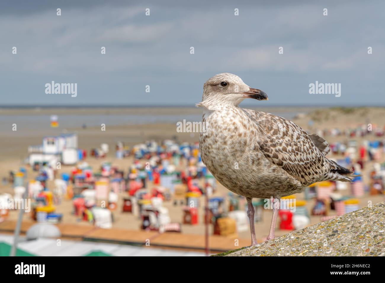 European herring gull (Larus argentatus) at the main beach of Borkum, East Frisian Islands, Germany. Stock Photo