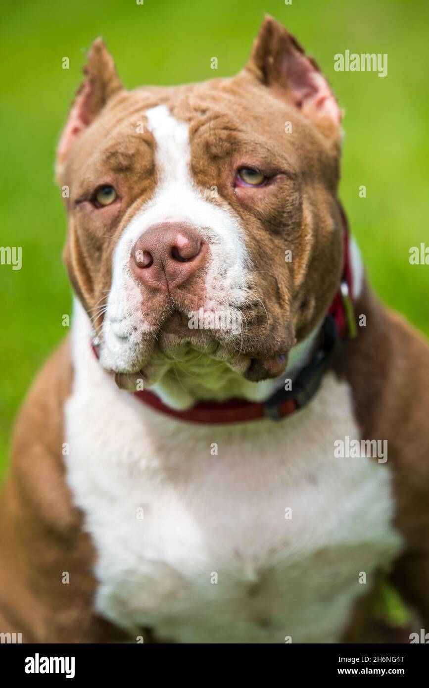 eukanuba pitbull
