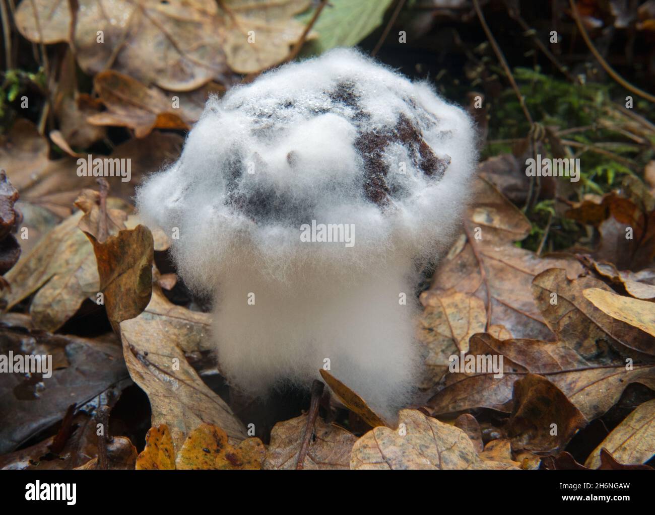 Moldy mushroom between fallen leaves Stock Photo