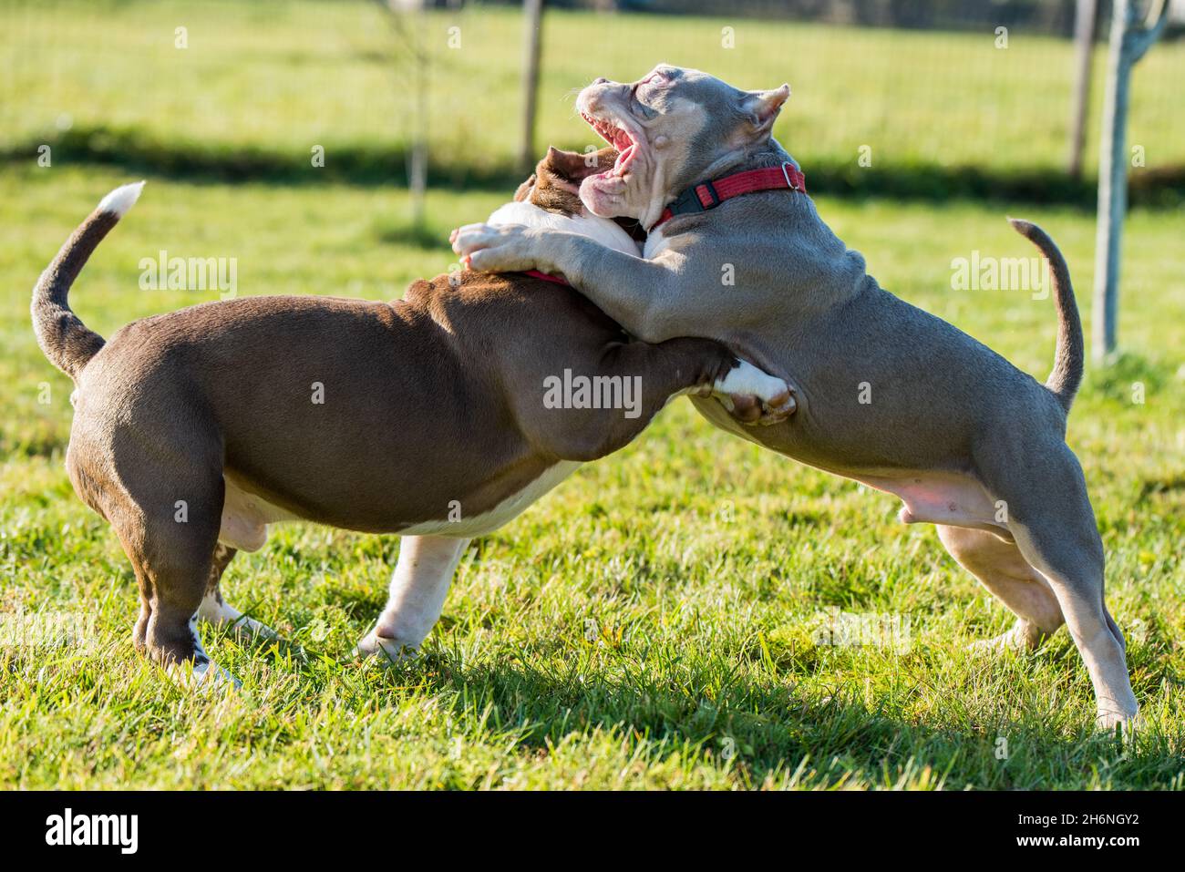 Two American Bully puppies dogs are playing Stock Photo