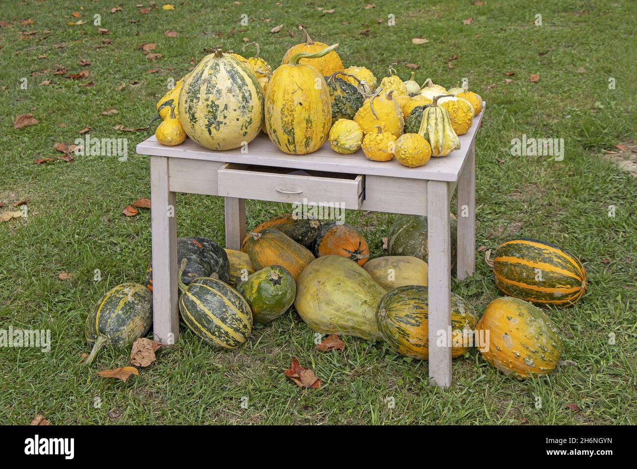 A bunch assorted gourds, zucchini, pumpkin and winter squash Stock Photo