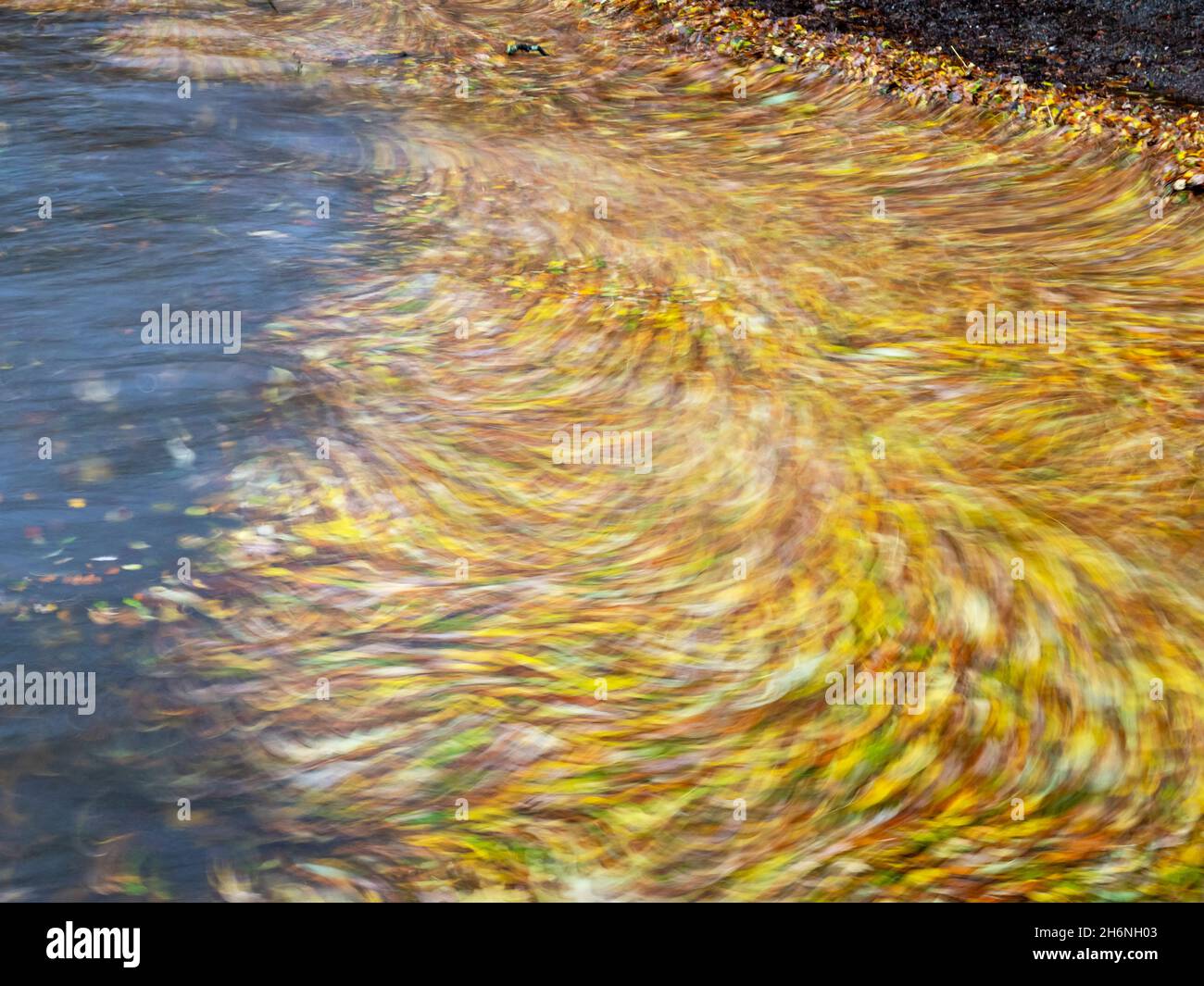 Leaves on the edge of Lake Windermere following flooding in Ambleside, Lake District, UK, after torrential rain. Stock Photo