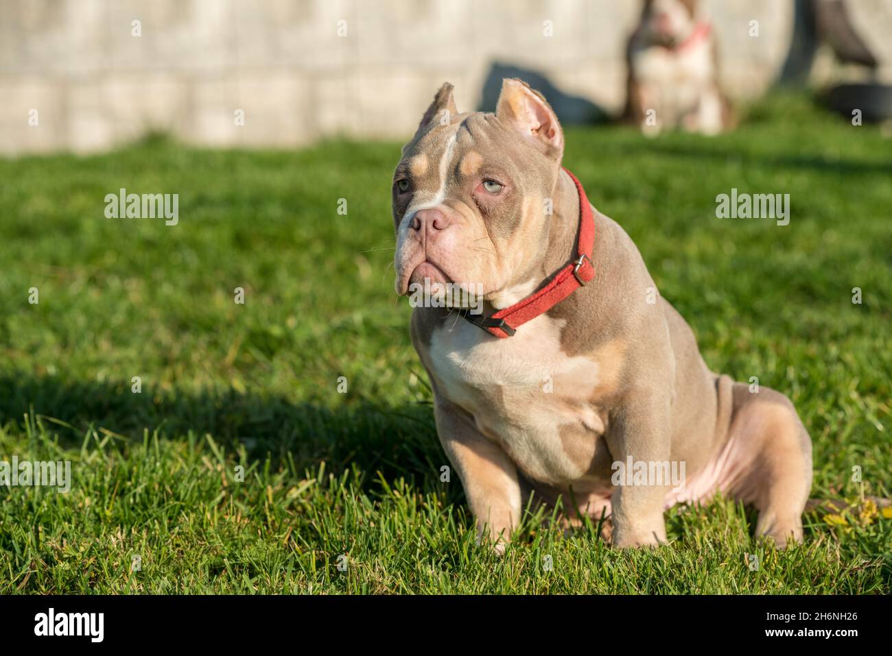 Purebred Canine American Bully Pet Dog Sitting On Grass Stock