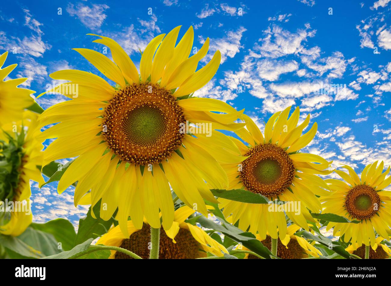 Beautiful sunflower in garden on blue sky background Stock Photo