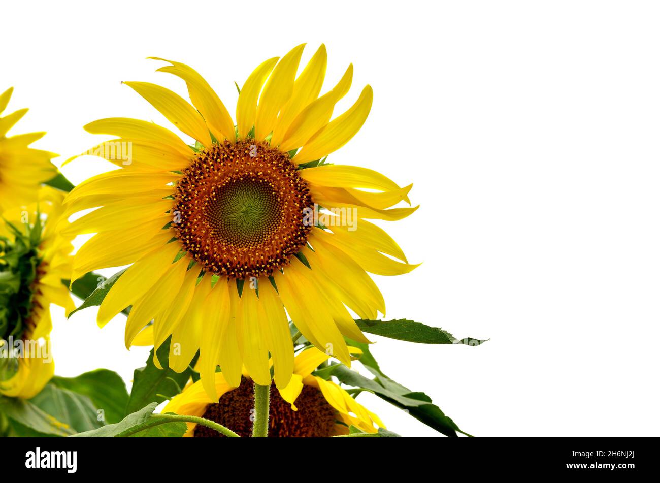 Beautiful sunflower in garden on white blackground Stock Photo