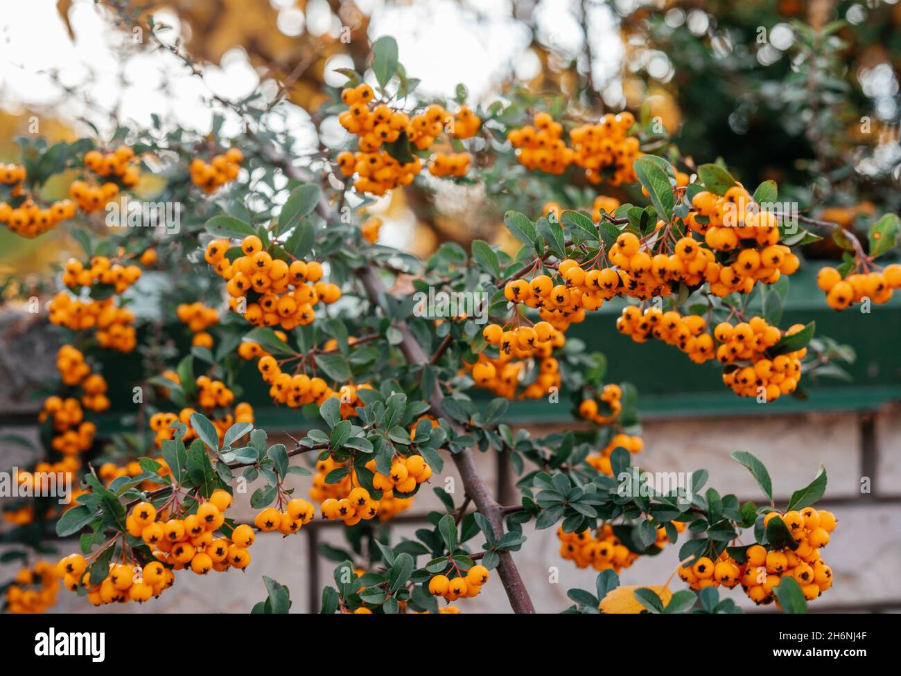 Beautiful orange berries of Piracantha firethorn in autumn garden Stock Photo