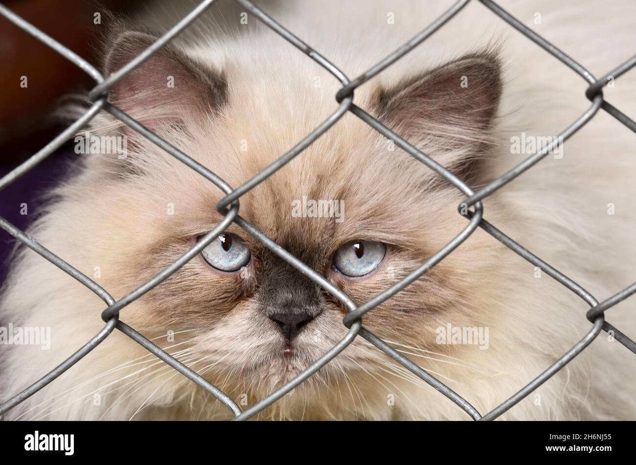 Cat looking through steel net Stock Photo