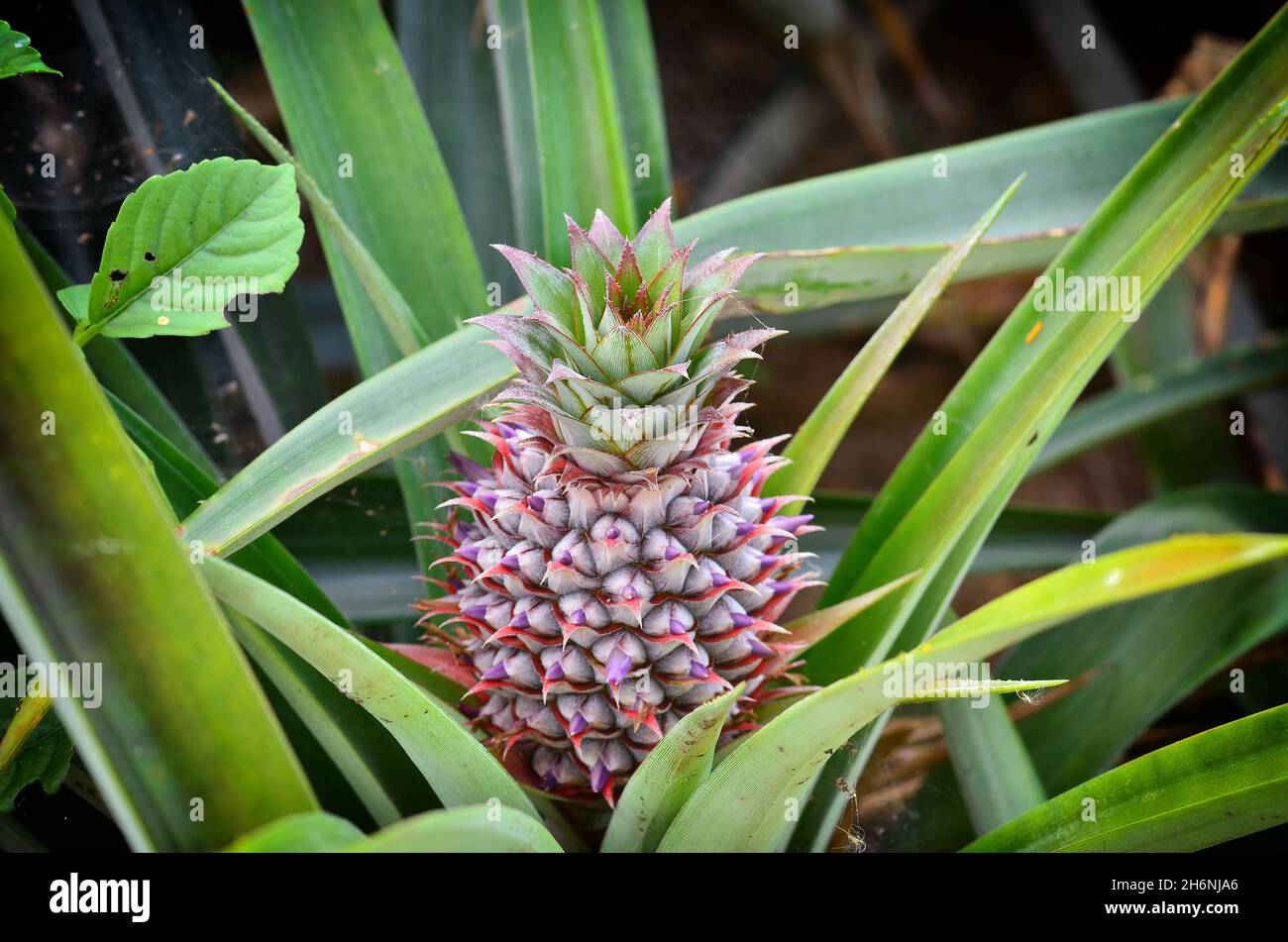 Young pineapple in the garden Stock Photo