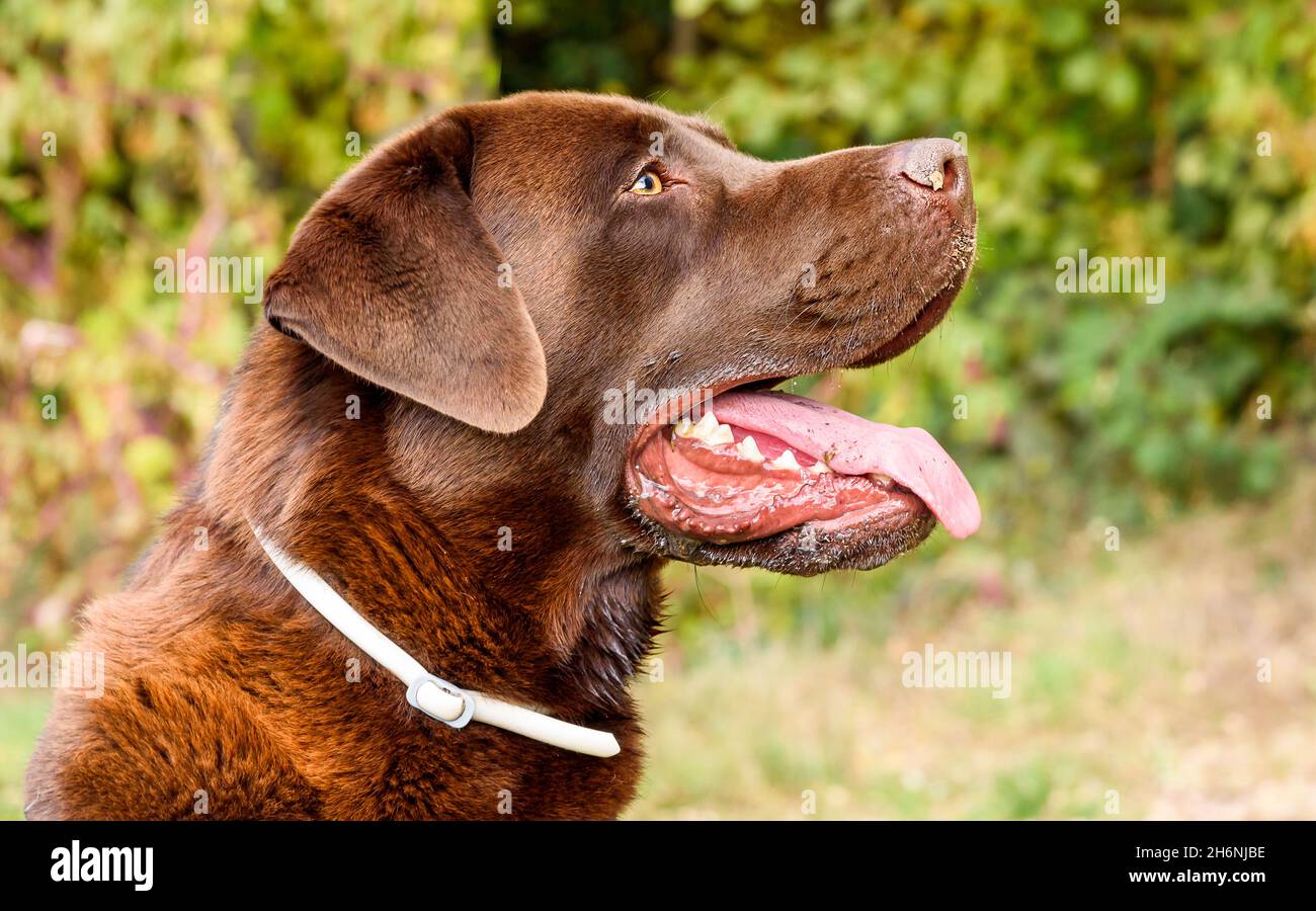 Profile portrait of Chocolate Labrador Retriever dog with open mouth and tongue out. Stock Photo