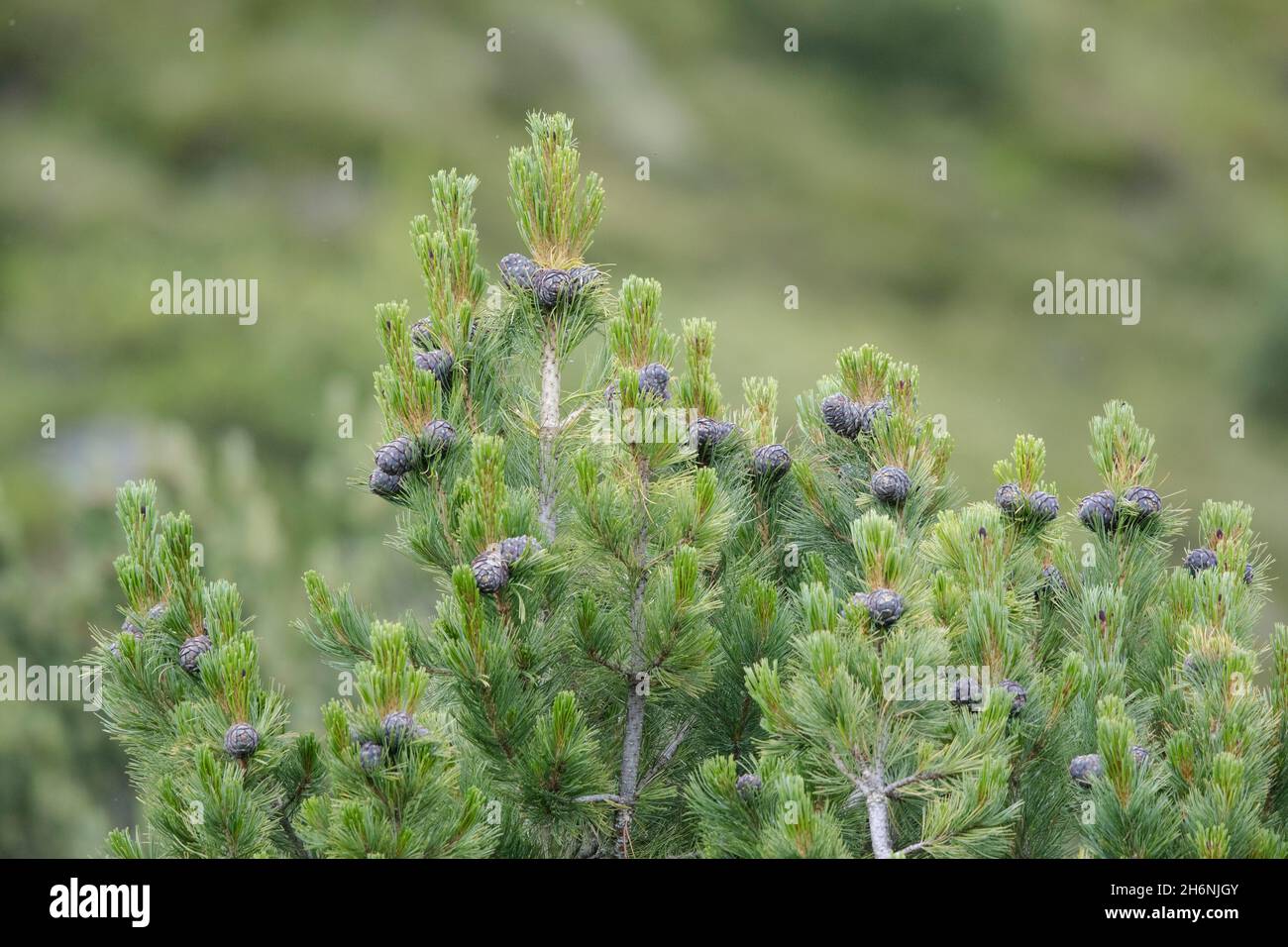 Swiss pine (Pinus cembra), pine plant in the Alps, Stubai Valley, Tyrol, Austria Stock Photo