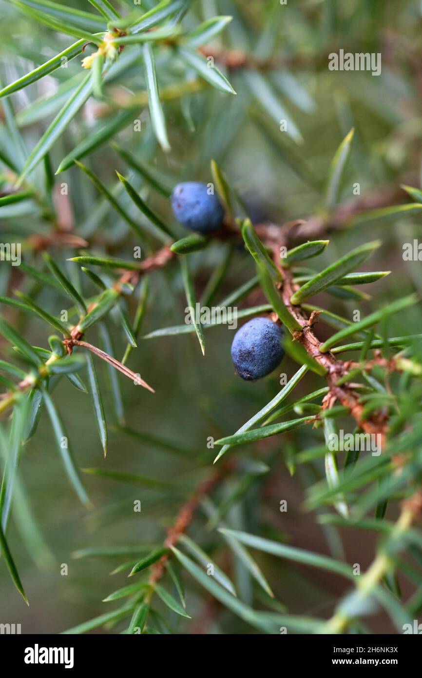 Common juniper (Juniperus communis), ripe berries (biological cones) on ...
