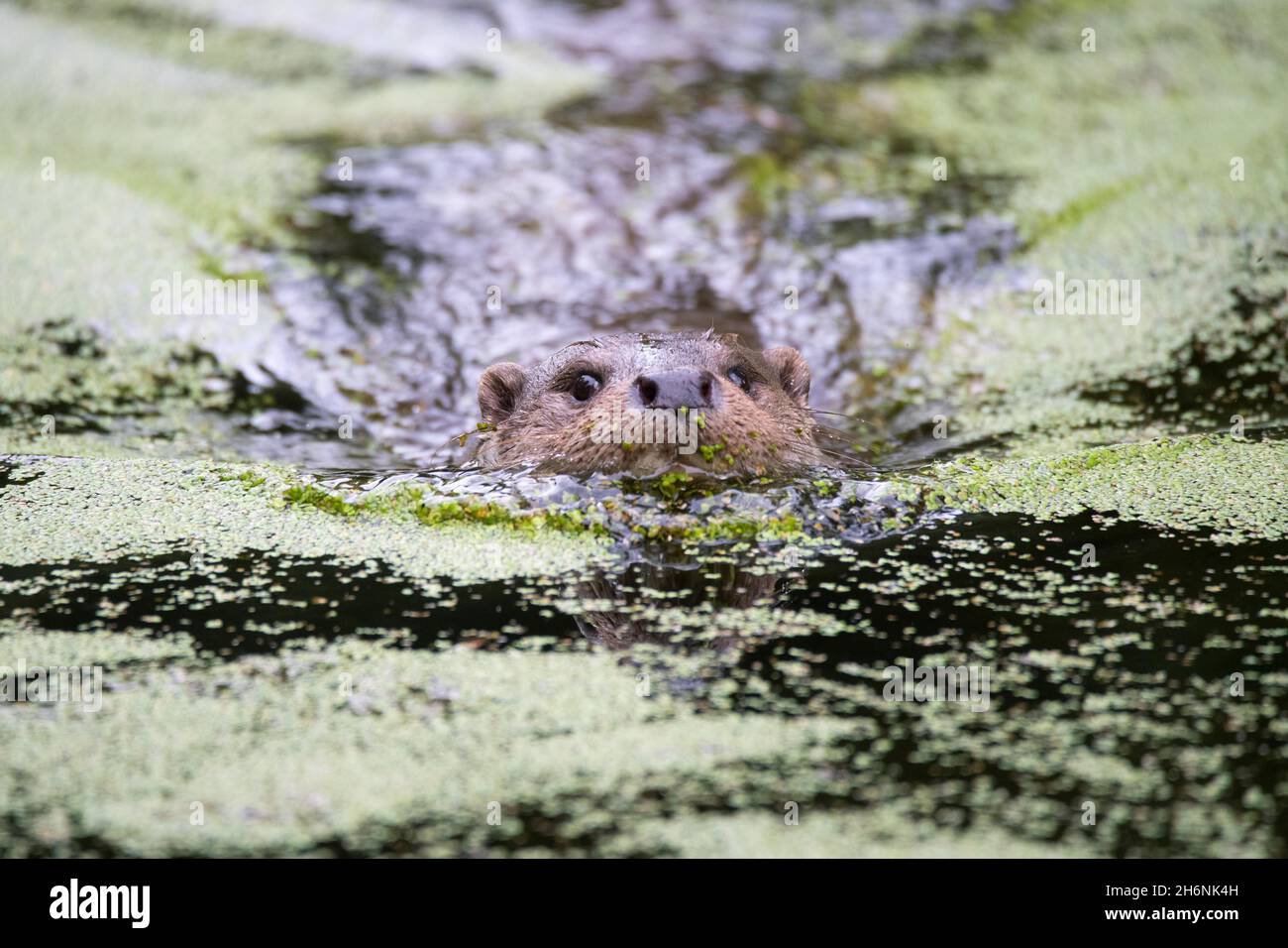 European otter (Lutra lutra), swimming in aquatic vegetation, Lower Saxony, Germany Stock Photo