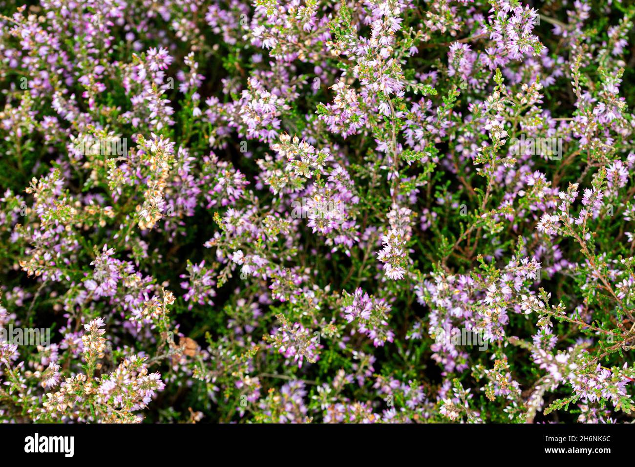 Common Heather (Calluna vulgaris), large stand in flower, from above, Neustaedter Moor, Lower Saxony, Germany Stock Photo