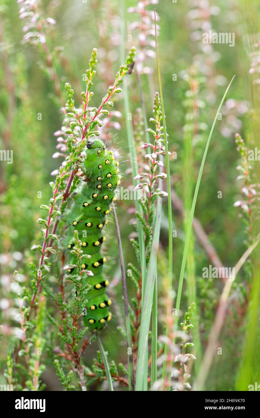 Small emperor moth (Saturnia pavonia), caterpillar sitting on forage plant Common Heather (Calluna vulgaris), Leegmoor, Lower Saxony, Germany Stock Photo