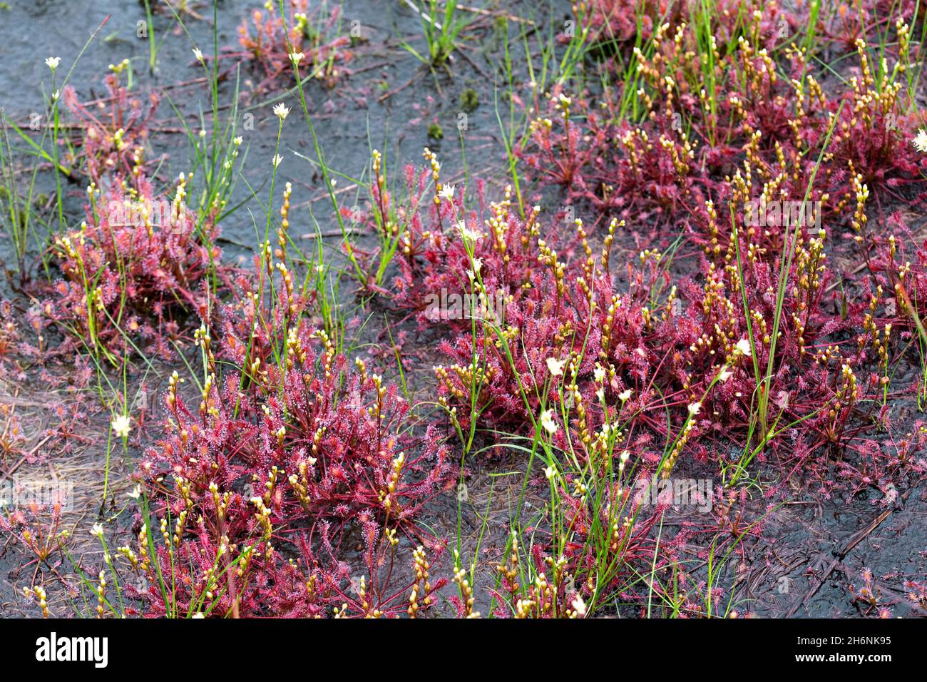 English sundew (Drosera anglica), large stand with inflorescence, Esterweger Dose, Lower Saxony, Germany Stock Photo