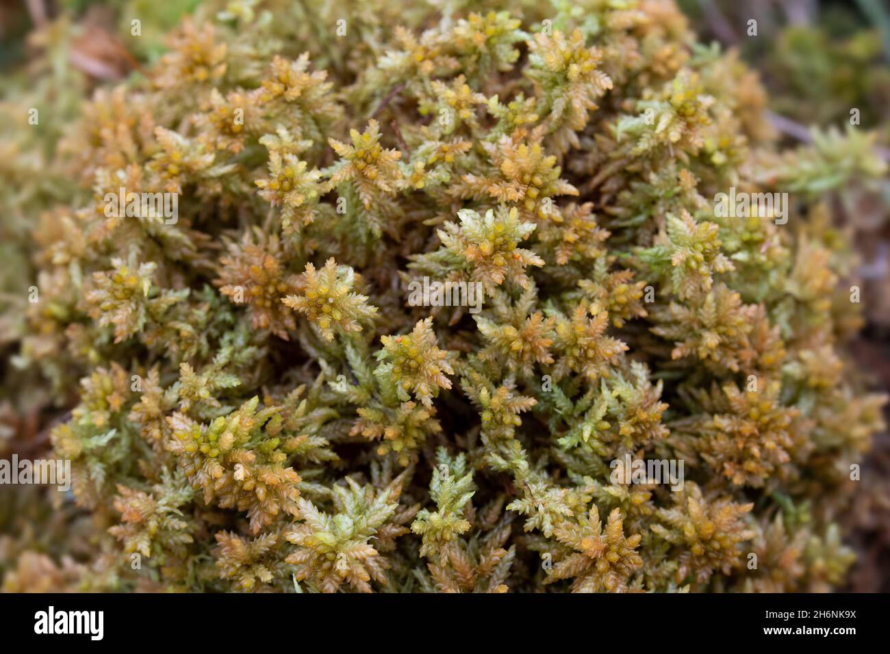 Close up moss detail hi-res stock photography and images - Alamy