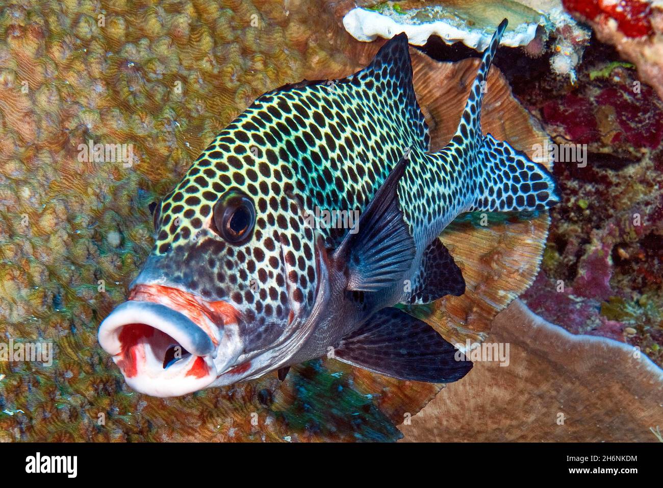 Harlequin sweetlip (Plectorhinchus chaetodonoides) opens mouth for bluestreak cleaner wrasse (Labroides dimidiatus), Pacific Ocean, Yap Island Stock Photo