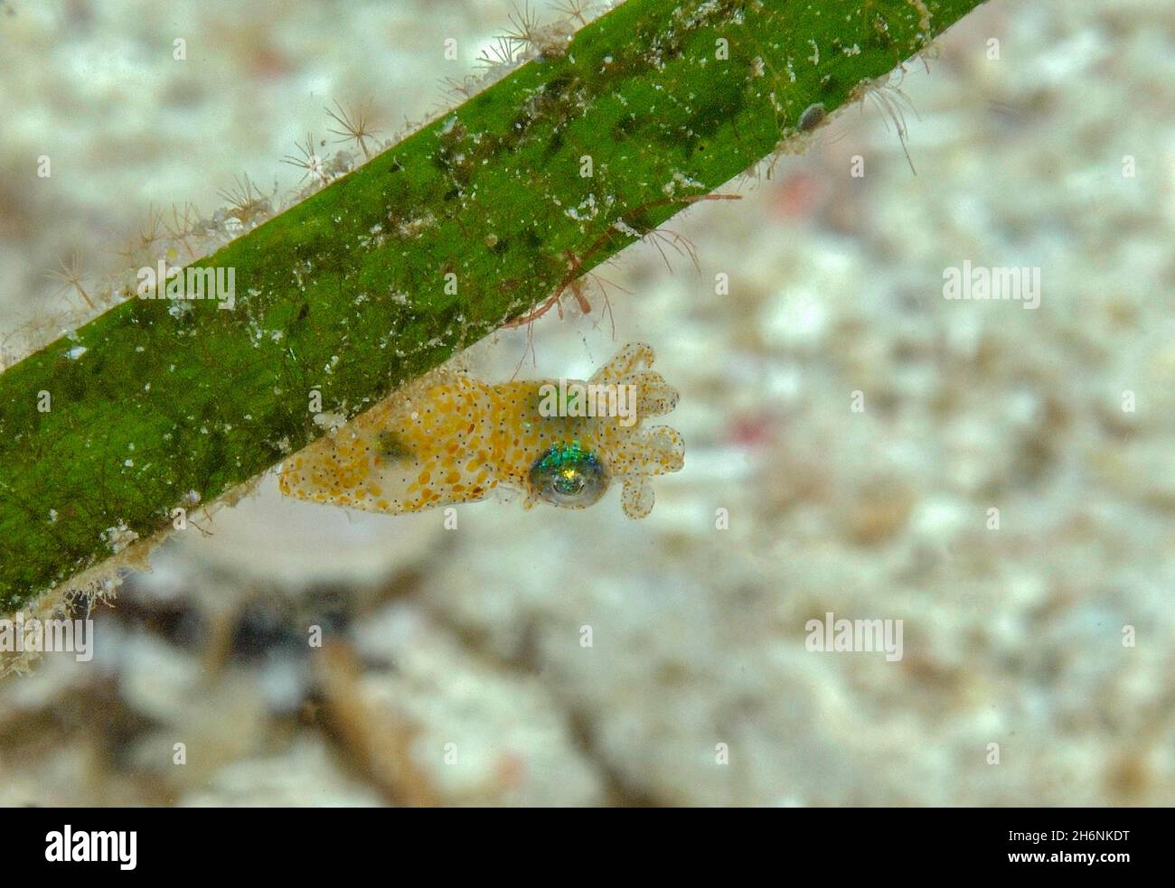 Dwarf sepia (Sepiola birostrata), Pacific, Moalboal, Philippines Stock Photo