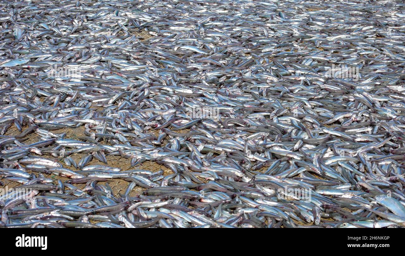 Captured sardinops (Sardinops sagax) drying on beach, Khasab, Musandam