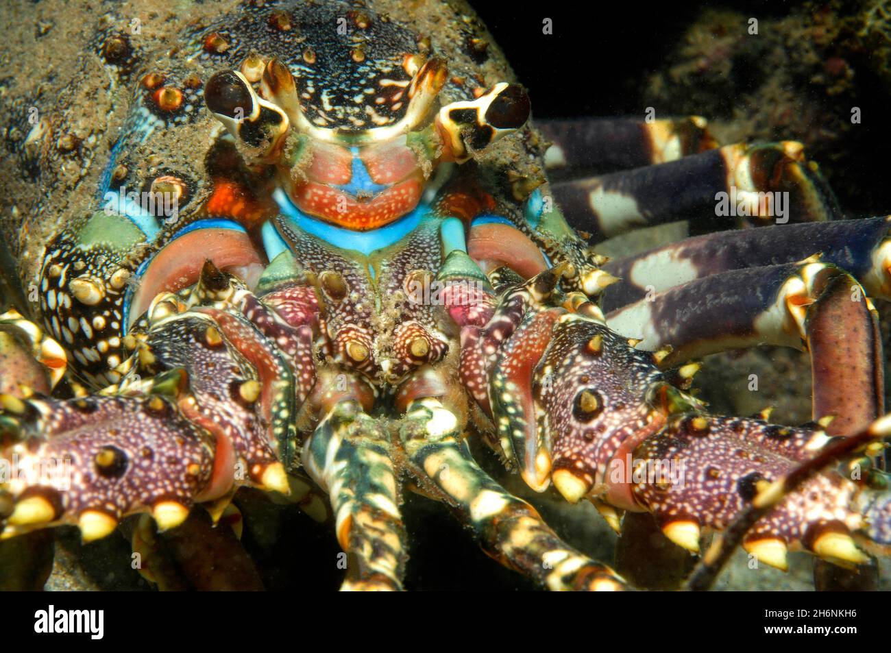Close-up of head of crested crayfish (Panulirus homarus), Indo-Pacific, Strait of Hormuz, Musandam Peninsula, Oman Stock Photo