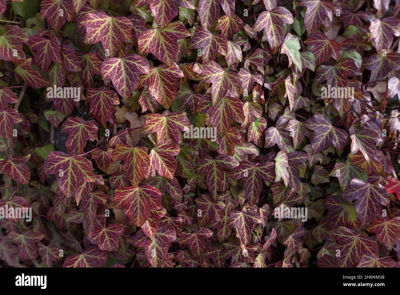 Ivy (Hedera), Bavaria, Germany Stock Photo