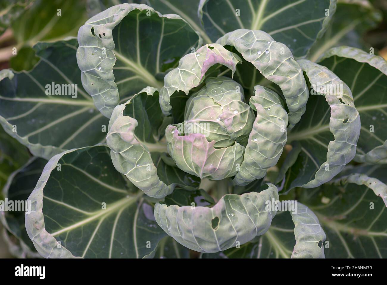 Vegetable cabbage (Brassica oleracea), Bavaria, Germany Stock Photo