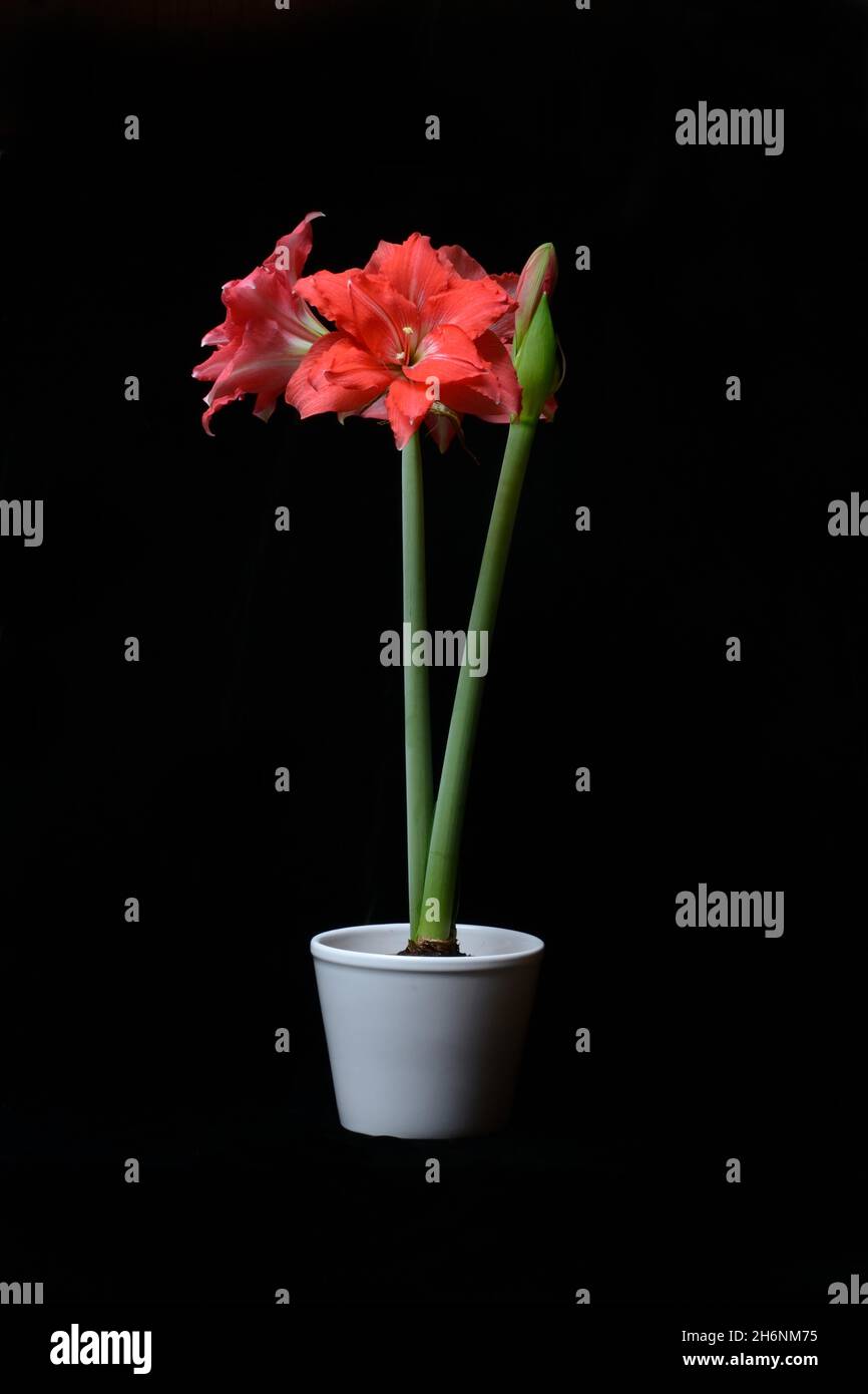 Flowering Amaryllis (Hippeastrum) in Pot, Variety amaryllis Stock Photo