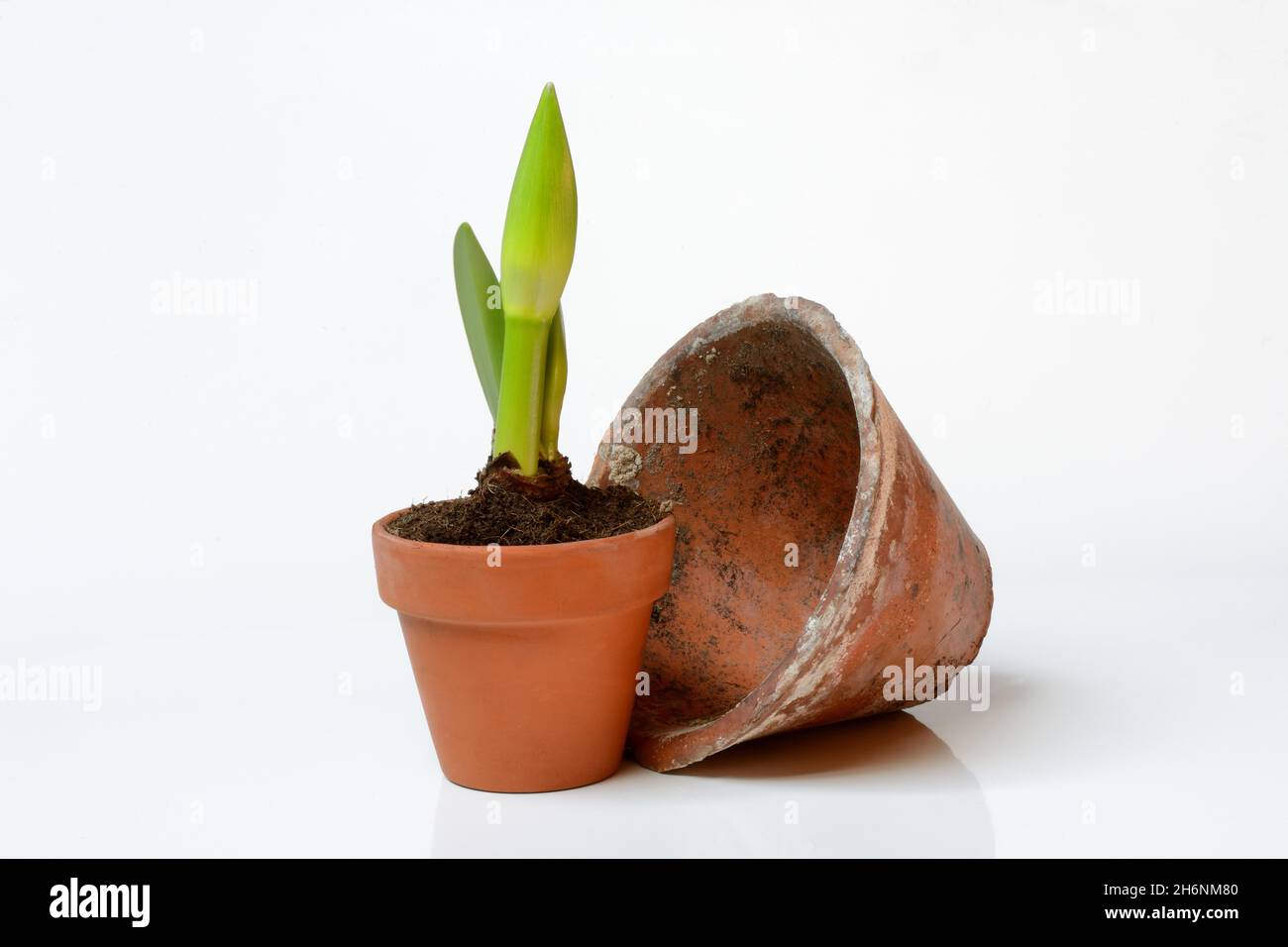 Drifting bud of an amaryllis (Hippeastrum) in clay pot, variety amaryllis Stock Photo