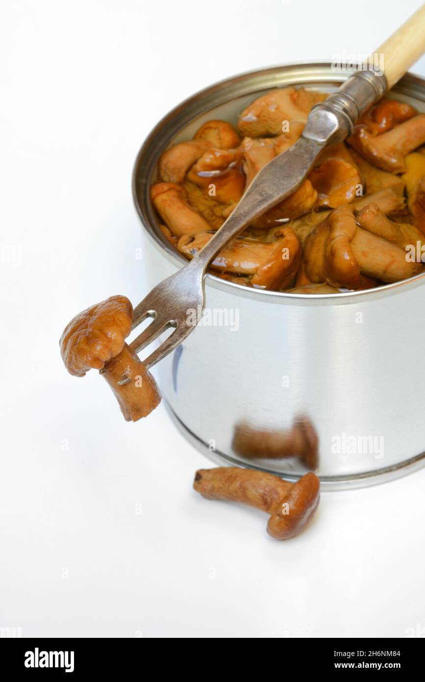 Pickled chanterelles (Cantharellus cibarius) in a tin can Stock Photo