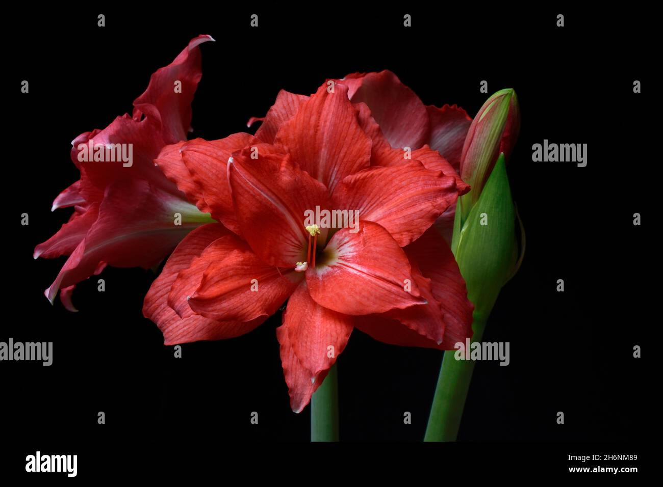 Flowering Amaryllis (Hippeastrum), amaryllis Stock Photo