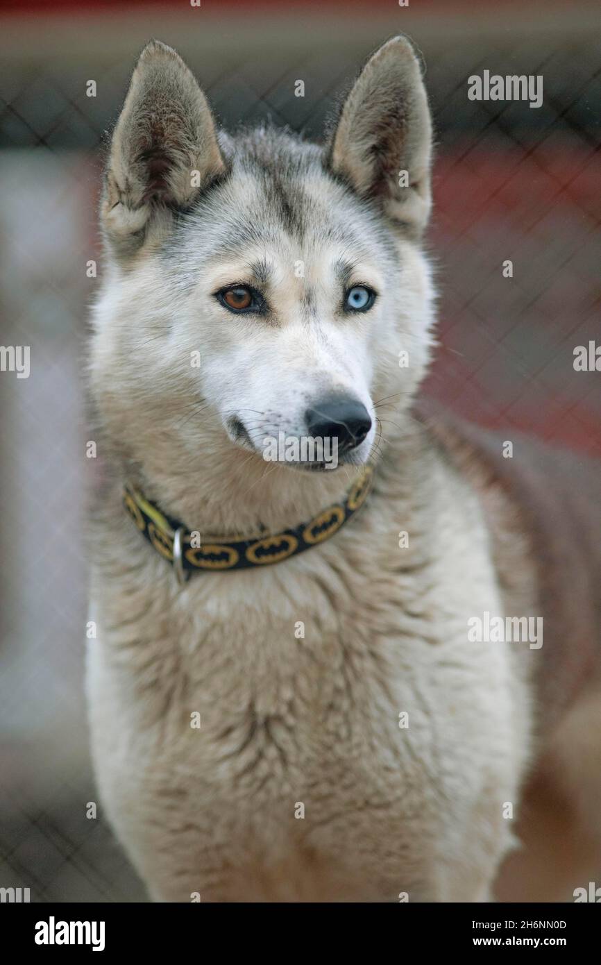 Siberian husky, Lapland, Finland Stock Photo Alamy