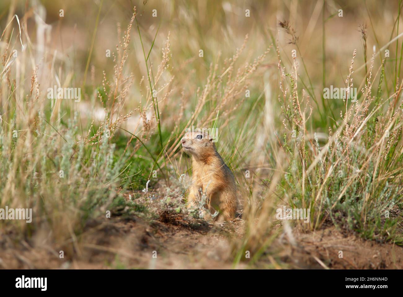 Arctic ground squirrel (Urocitellus parryii), Sahjurta, Pribaikalsky National Park, Irkutsk Province, Siberia, Russia Stock Photo