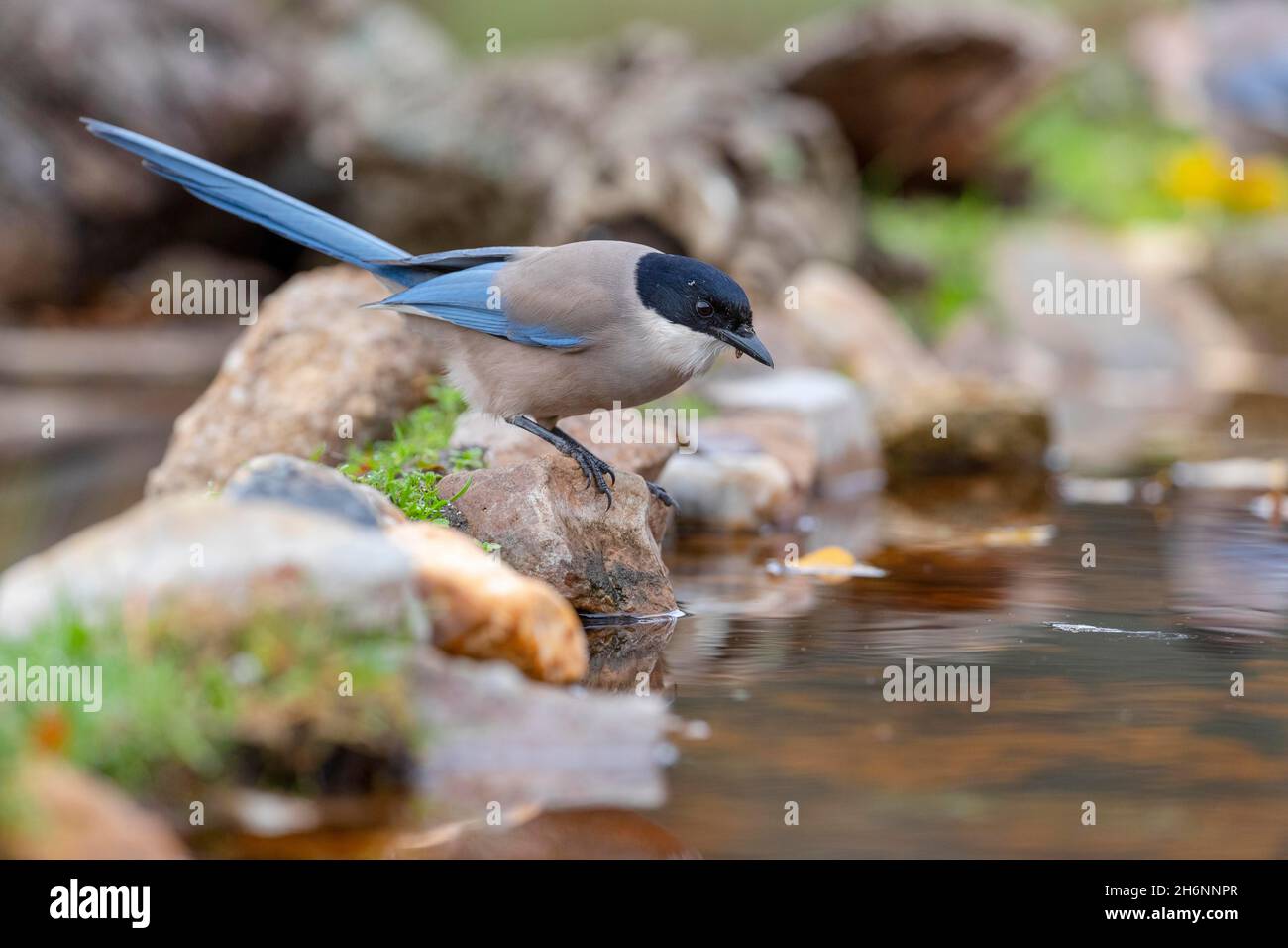 Azure-winged magpie (Cyanopica cyana) by the water, Andalusia, Spain Stock Photo