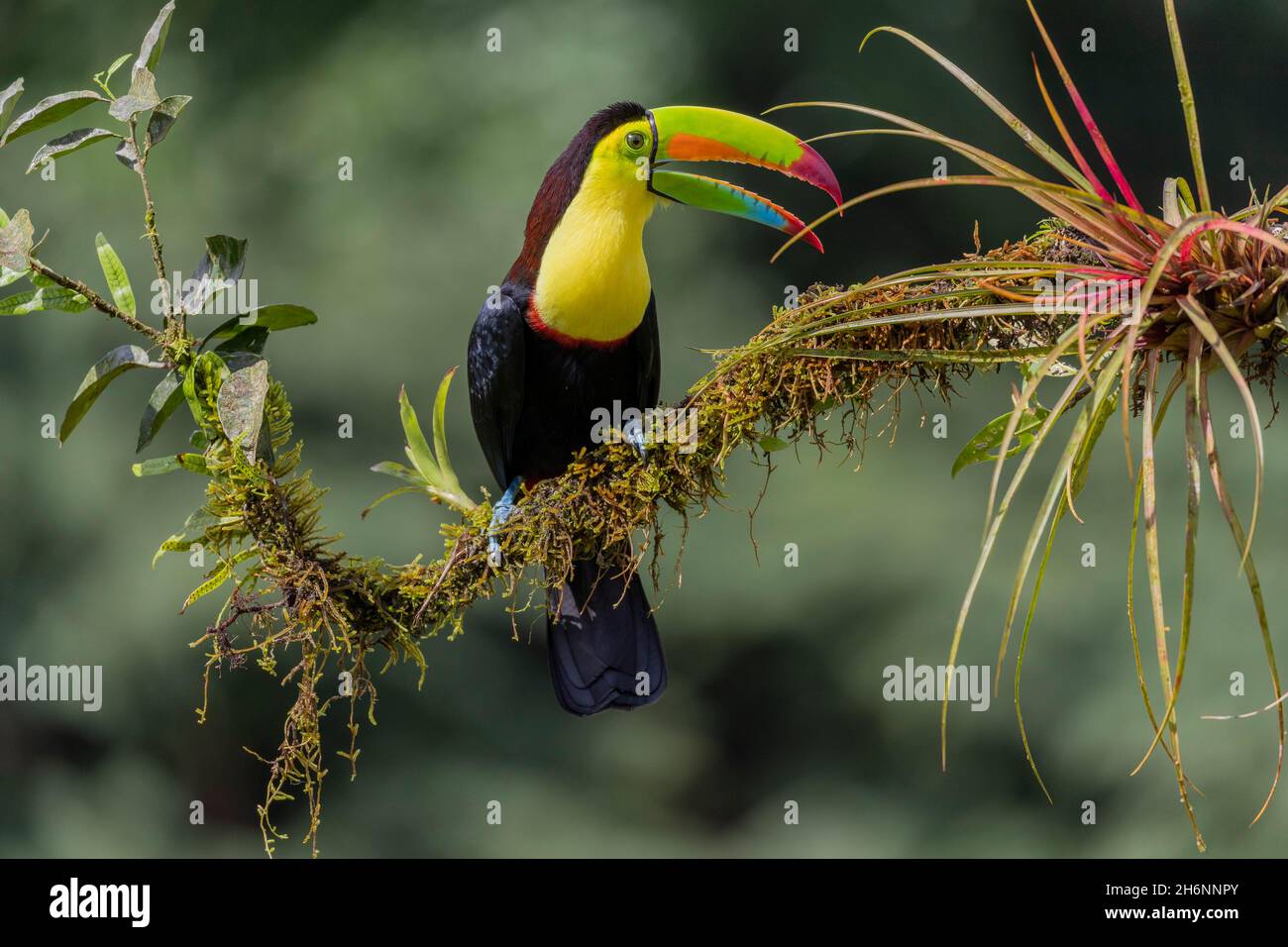 Fishing toucan also called Keel billed Toucan (Ramphastos sulfuratus) on overgrown branch with bromeliads, Boca Topada, Costa Rica Stock Photo