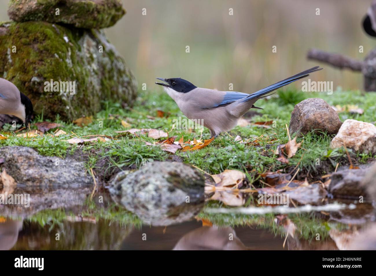 Azure-winged magpie (Cyanopica cyana) on the ground, Andalusia, Spain Stock Photo